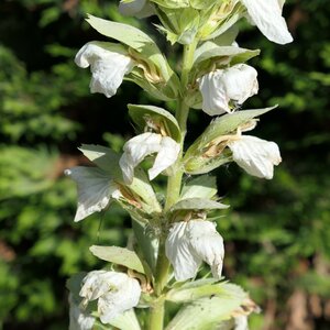 Acanthus mollis 'Rue Ledan'