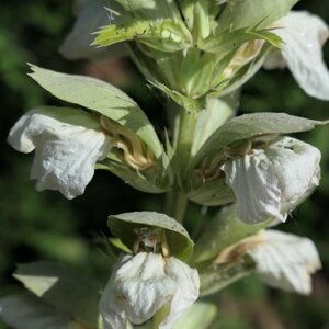 Acanthus mollis 'Rue Ledan'