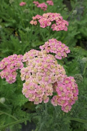 Achillea millefolium 'Butterfly Bombshell'