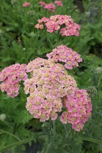 Achillea millefolium 'Butterfly Bombshell'