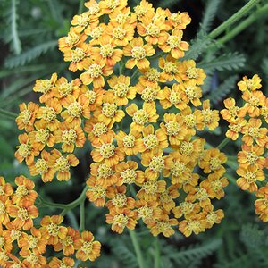 Achillea Terracotta