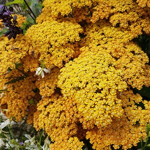 Achillea Terracotta