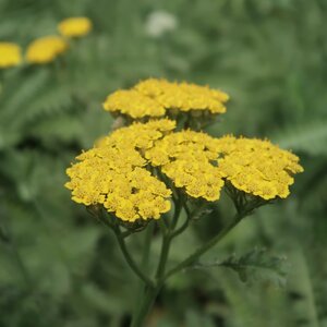 Achillea 'Moonshine'