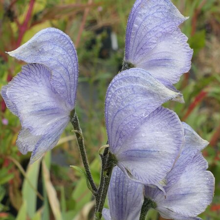 Aconitum 'Stainless Steel'