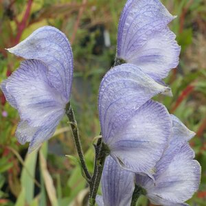 Aconitum 'Stainless Steel'