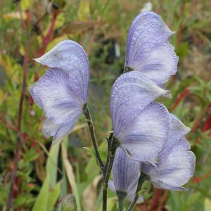 Aconitum 'Stainless Steel'