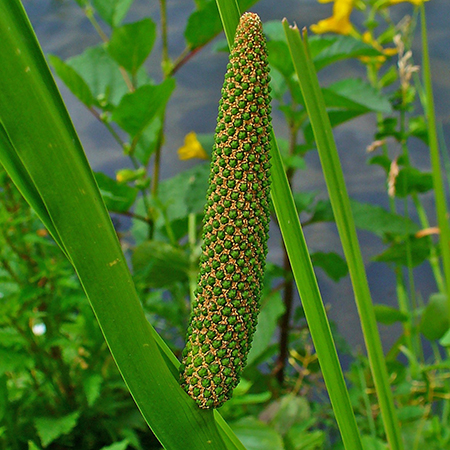 Acorus calamus