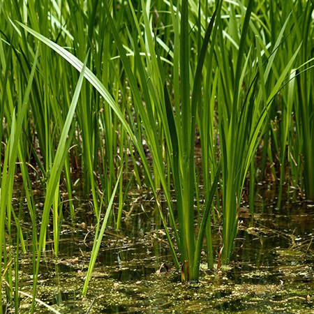 Acorus calamus