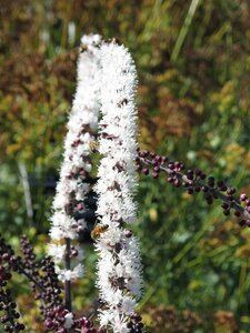 Actaea simplex Brunette