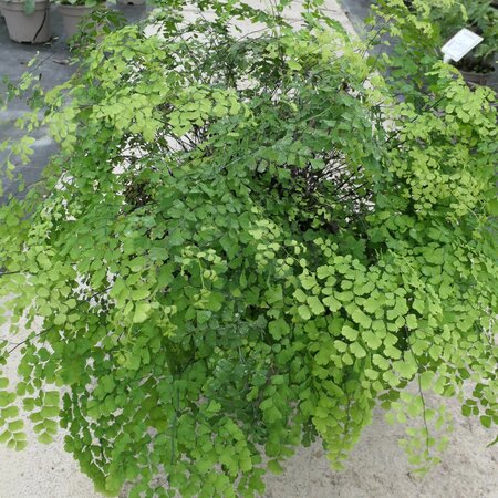 Adiantum capillus-veneris