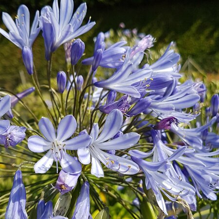 Agapanthus africanus