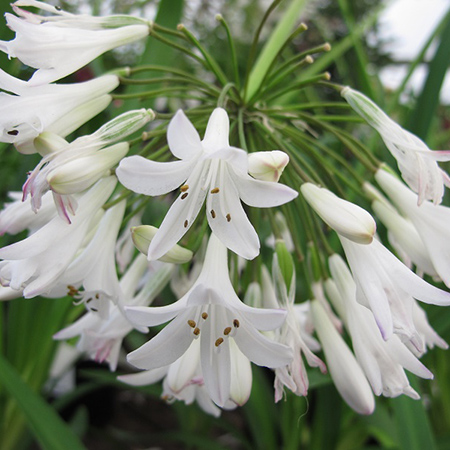 Agapanthus africanus albus