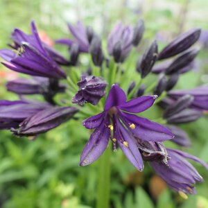 Agapanthus 'Black Jack'