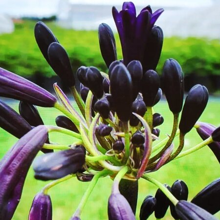 Agapanthus Black Magic