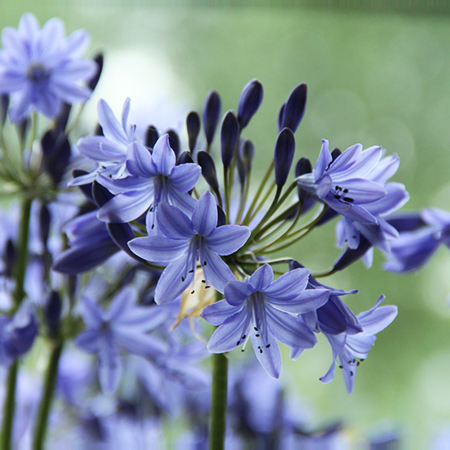 Agapanthus Dr Brouwer