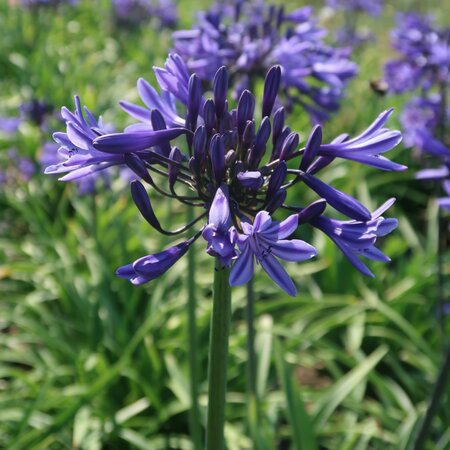 Agapanthus 'Midnight Star (Navy Blue)' - image 1