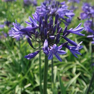 Agapanthus 'Midnight Star (Navy Blue)' - image 1