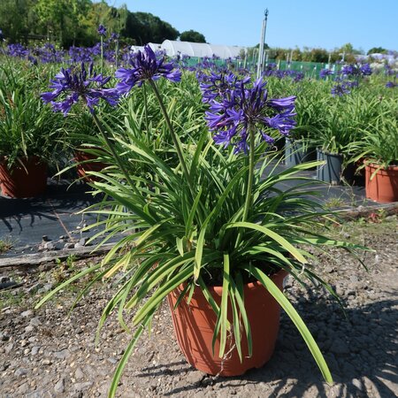 Agapanthus 'Midnight Star (Navy Blue)' - image 2