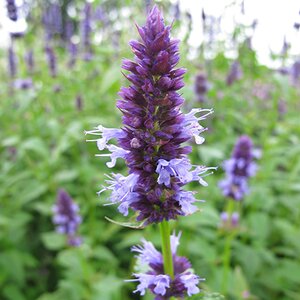 Agastache Blackadder