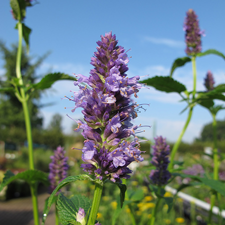 Agastache Blackadder