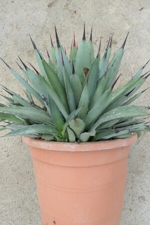 Agave macroacantha 8 litre