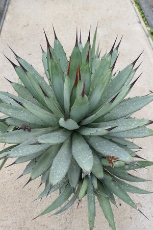 Agave macroacantha 8 litre