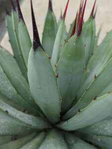 Agave macroacantha