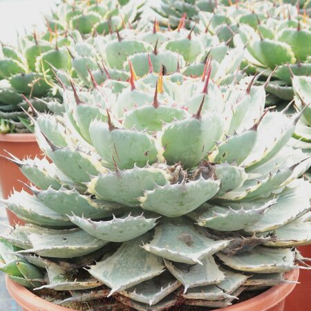 Agave potatorum 'Variegata'