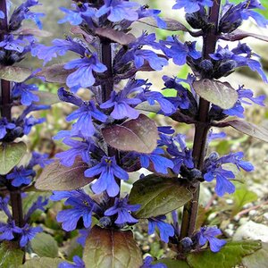 Ajuga reptans