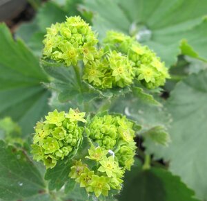 Alchemilla epipsila