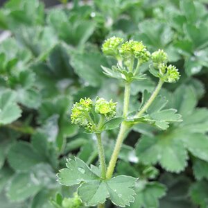 Alchemilla erythropoda