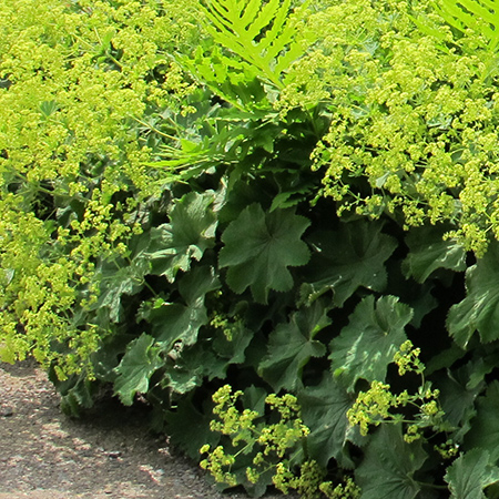 Alchemilla mollis