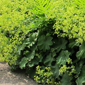 Alchemilla mollis