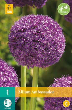 Allium Ambassador  (1)