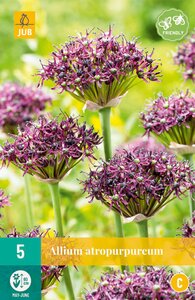 Allium Atropurpureum