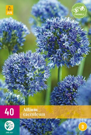 Allium Caeruleum XL