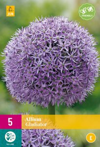 Allium Gladiator XL