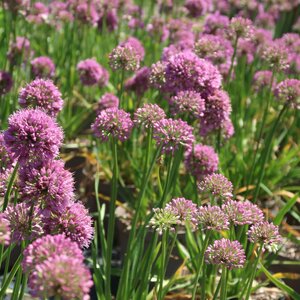 Allium 'Millennium'