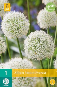 Allium Mount Everest  (1)