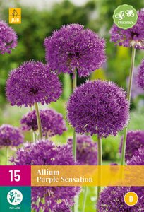 Allium Purple Sensation XL