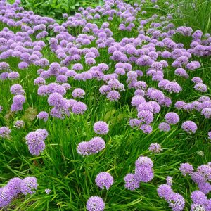 Allium 'Summer Beauty'