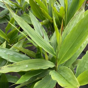 Alpinia galanga