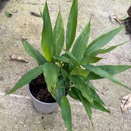 Alpinia galanga