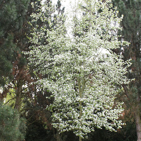 Amelanchier grandiflora 'Robin Hill'