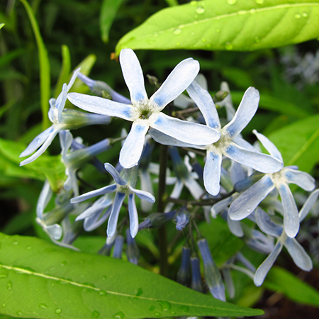 Amsonia orientalis