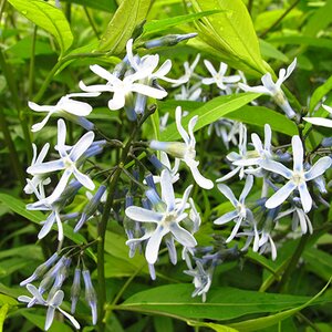 Amsonia orientalis