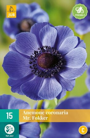 Anemone coronaria Mr Fokker