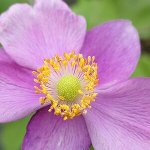 Anenome Abundance