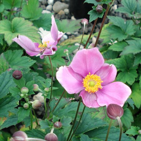 Anemone hybrida 'September Charm'