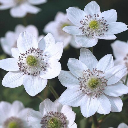 Anemone leveillei